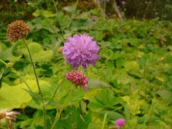 2013-08-18_Regina-F-Rau_Schachen_Blumen  (212).JPG